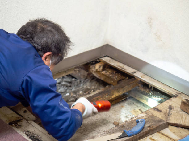 Best Local Mold Removal Service  in Britt, IA