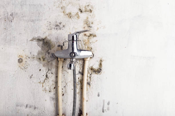 Best Toxic Mold Removal  in Britt, IA