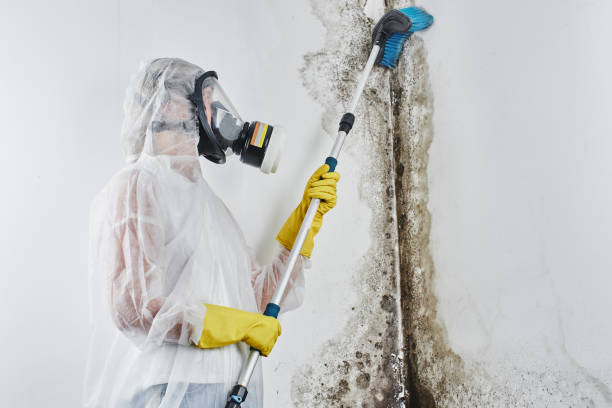 Best Attic Mold Removal  in Britt, IA