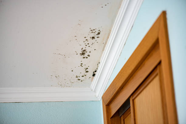 Certified Mold Removal in Britt, IA