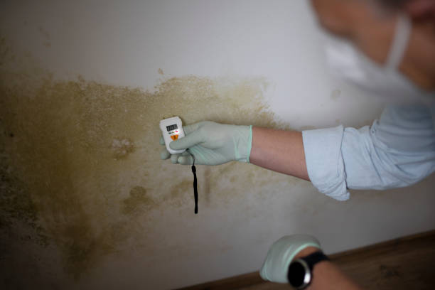 Best Crawl Space Mold Removal  in Britt, IA