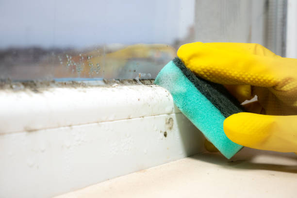 Best Mold Testing  in Britt, IA