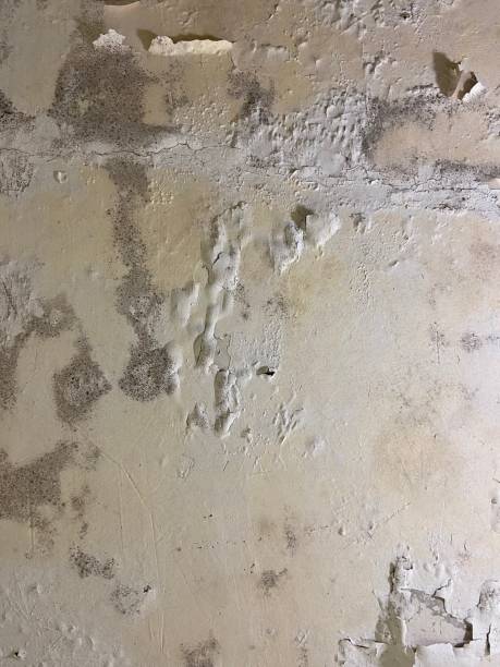 Best Black Mold Removal  in Britt, IA