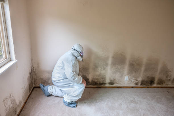 Best Mold Removal and Inspection  in Britt, IA