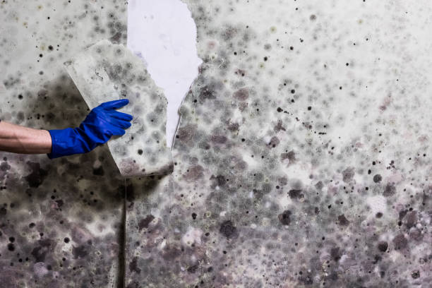 Best Mold Testing and Removal  in Britt, IA